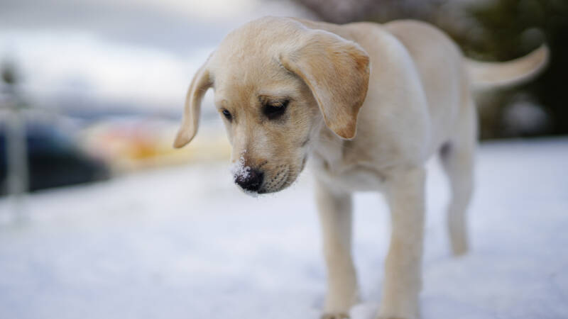 Gone to the dogs? Go to the dog park!