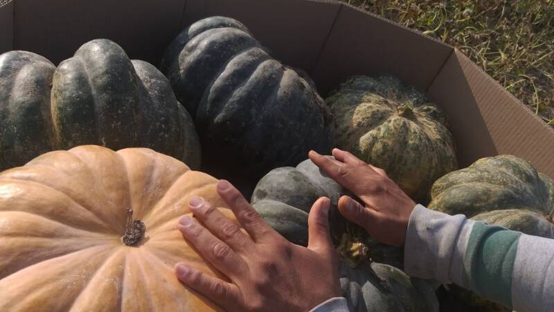 Working at the bottom of the food chain