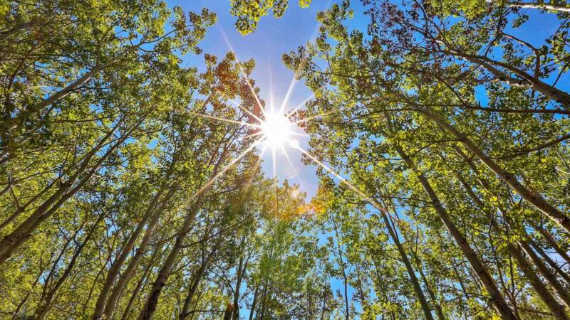 Alberta Election: How climate plans stack up